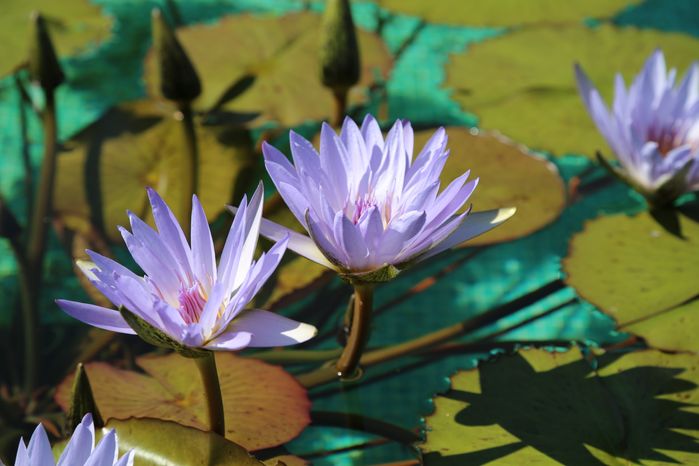 Wax Melt Water Lily and Lotus