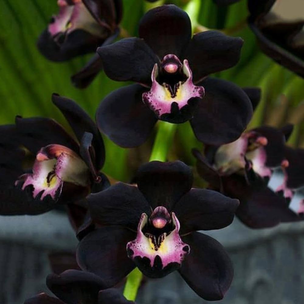 Wax Melt Orchidea Nera